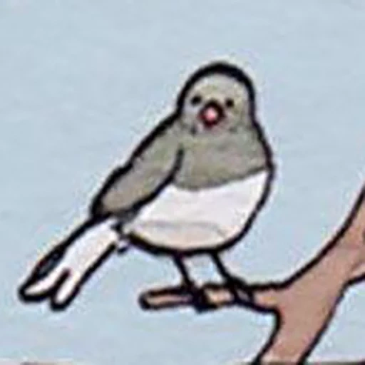 bird, animals, hummy birds, memic sparrow, the bird cries a meme