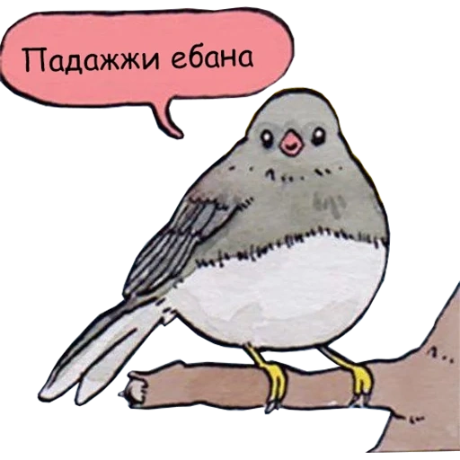 bird, hummy birds, memic sparrow, birds sing a meme, a dissatisfied bird with a meme
