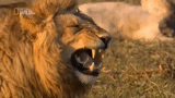 lion, lion, lion lion, flash video, vidéo de lion riant