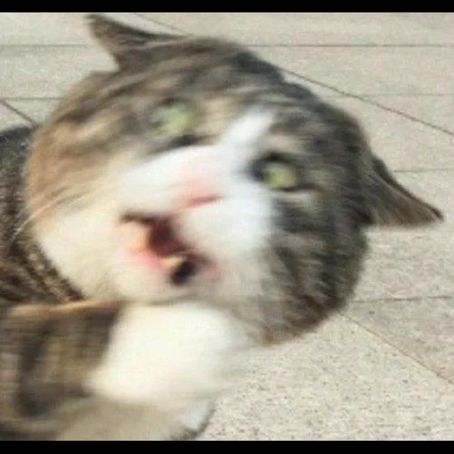 gatto, ahahaha cat, i gatti sono divertenti, i gatti sono divertenti, i gatti carini sono divertenti