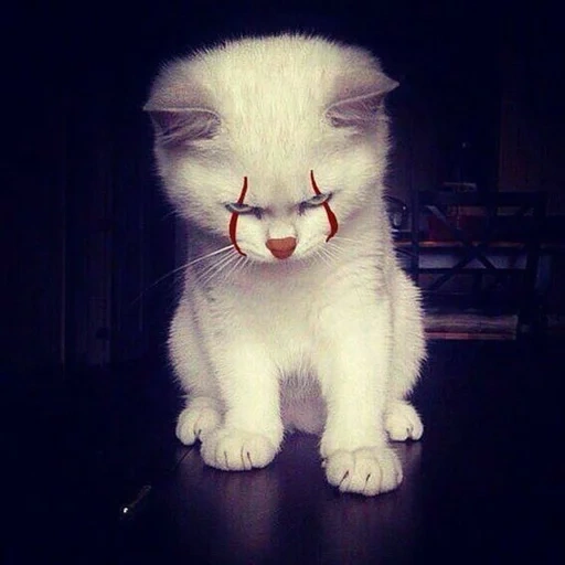 evil cat, the kitten is very angry, evil cute cat, evil kitten cute, cute cats are funny