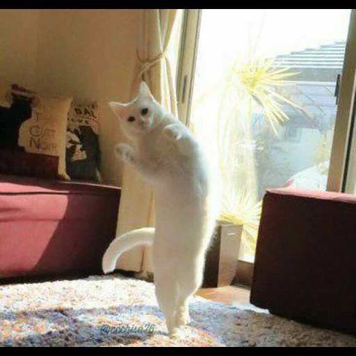 gato, gato, gatito, bailando gatos, ballet gato