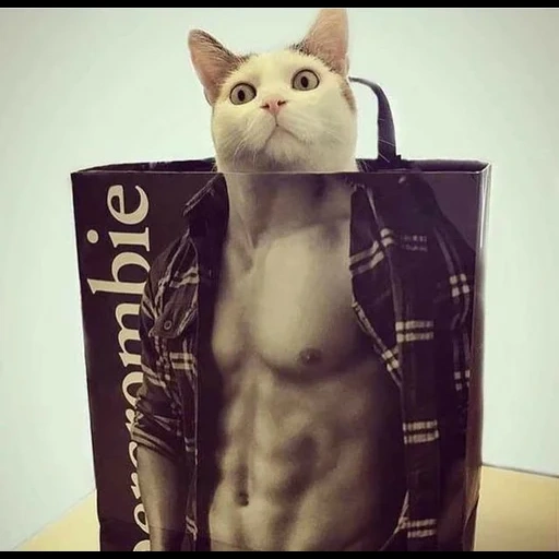 кот, котик, кот сумке, накаченный кот, мускулистый кот китикетом