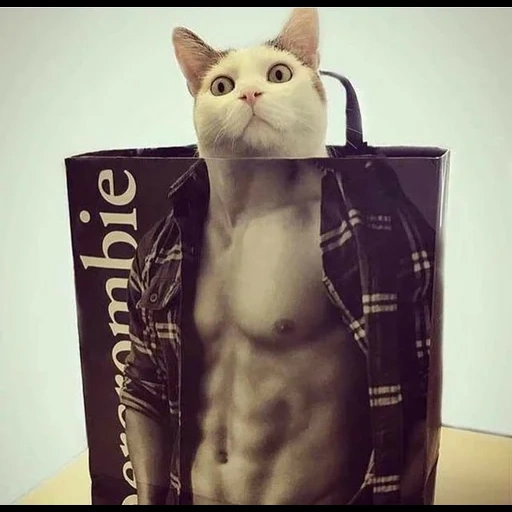 gato, cão do mar, bolso de gato, gato fumegante, gato muscular