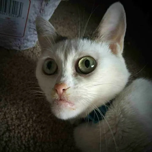 кот, кошка, мем котик, odd eyed cat, котики смешные