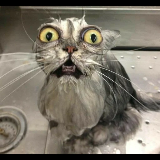 кот, мокрый кот, кот смешной, мокрая кошка