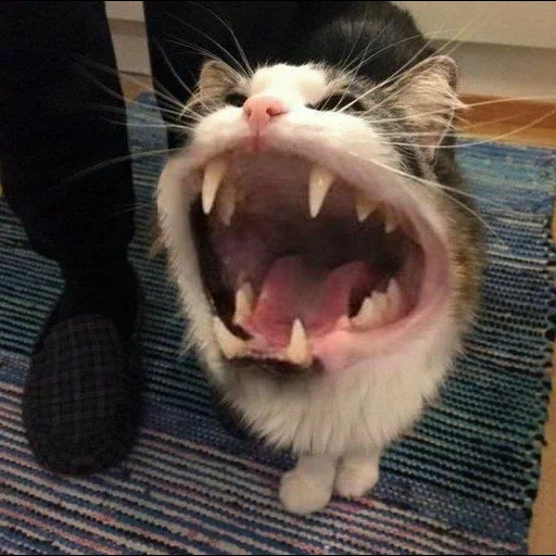 a screaming cat, the cat is screaming, crazy cat, a screaming cat, a cheerful animal