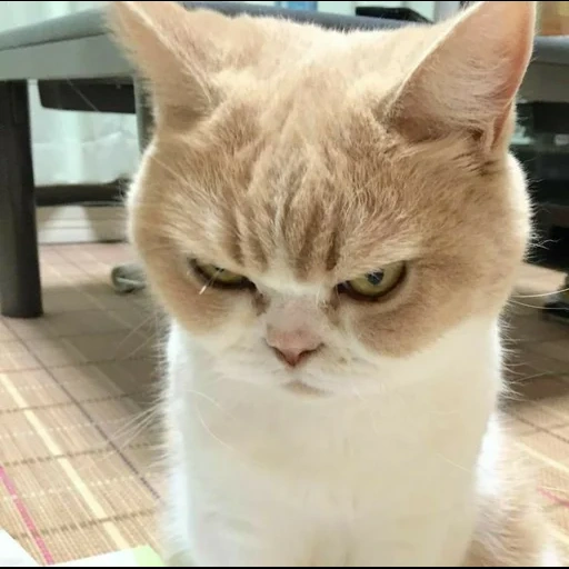 evil cat, evil cat, frowning cat, frowning cat, a disgruntled cat