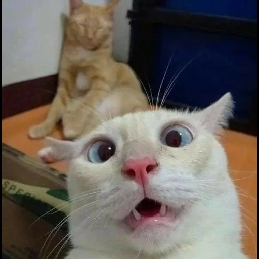 meme cat, shock dei gatti, rzhachny cat, il gatto è divertente, i gatti sono divertenti