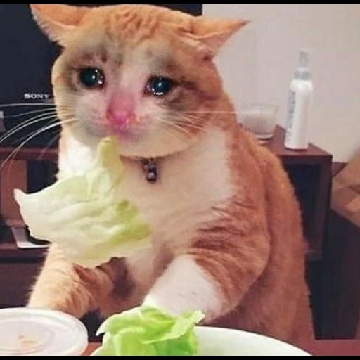 cat, tasteless sadness, a cheerful animal, sad but delicious, sad but delicious cat