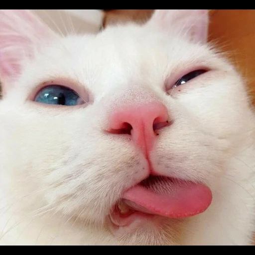 gato, lindo sello, gato blanco divertido, los dientes de gato son lindos, lindo gato es divertido