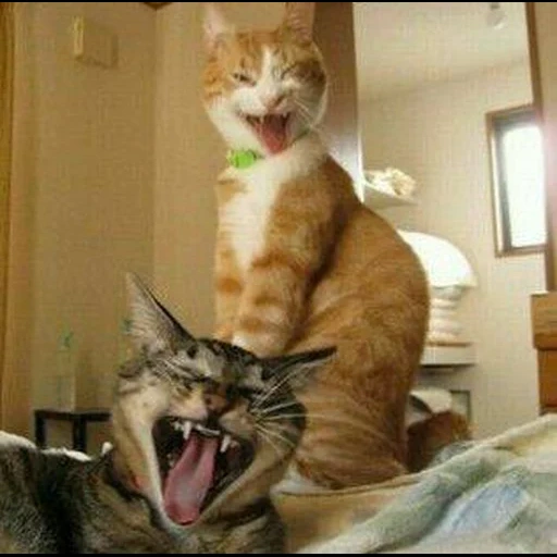 kucing, kucing itu menyenangkan, kucing itu tertawa, kucing binatang, kucing itu bercanda