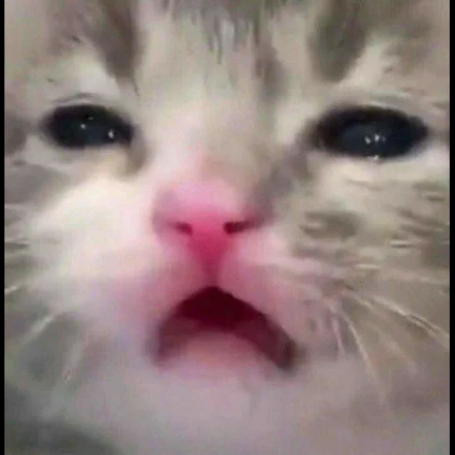 seal, cat, lovely seal, crying cat, crying cat meme