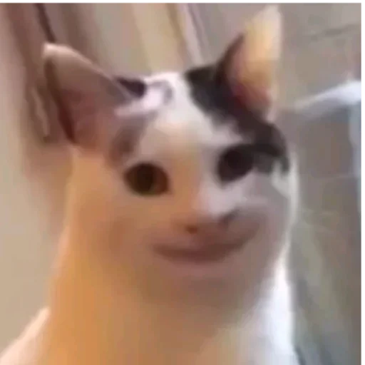 playlist, enter a request, meme cat smiles, cat from mema, polite cat