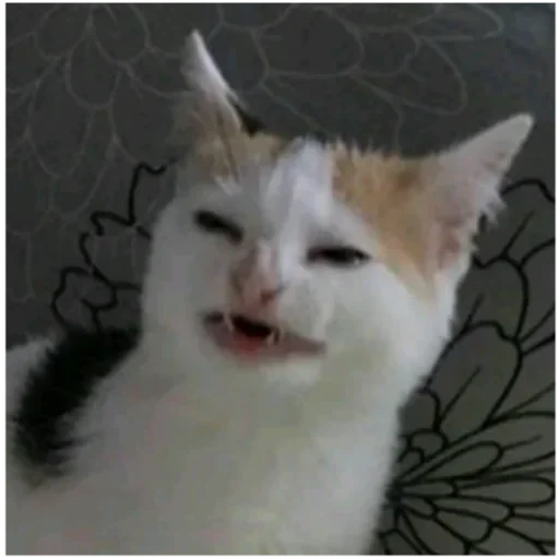 кошка, плачущие коты мемы, мем котик ля фу, кот ждет мем, мемы