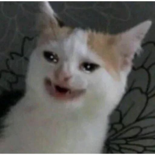 memes de gatos llorando, gato llorando de un meme que se muestra como, cat está esperando un meme, memes