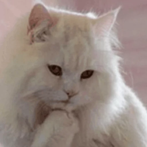 кошка белая, белая пушистая кошка, грустный милый котик, ласковая белая кошка, персидская шиншилла белая
