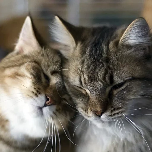 коты пара, коты целуются, кошки целуются, влюбленные котики, обнимающиеся котики