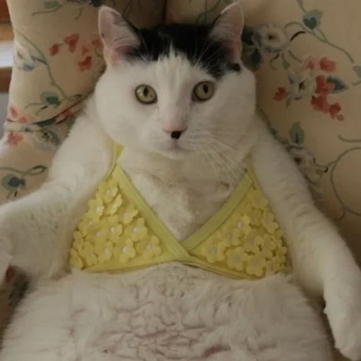 кот, жирный кот, толстый кот, толстая кошка, смешной толстый кот