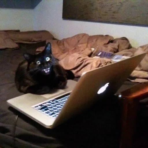 кот, кот ноутбуком, кот за компом, кот за ноутбуком, черный кот за компом