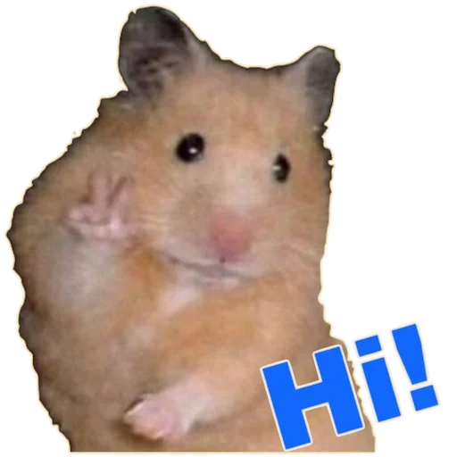 hamster, hamster, hamster meme, hamster chamber, the hamster is funny
