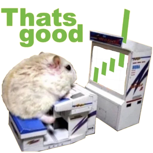 hamster, gamer hamster, hamster lucu, tikus di komputer, mouse game lucu