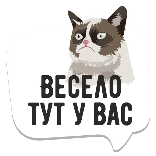 cat, cat meme, grumpy cat, memes watsap, watsap inscriptions