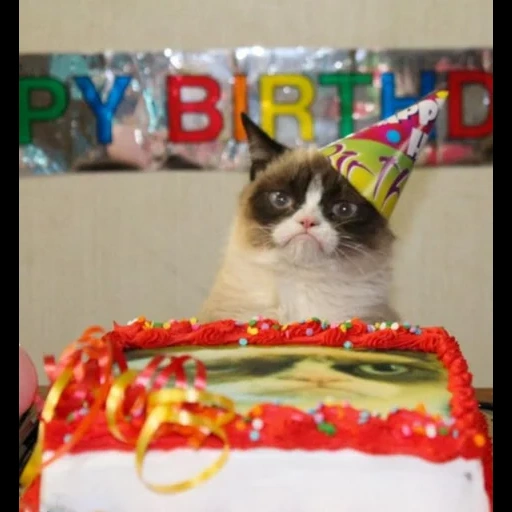 grumpy cat мем happy birthday, грустный кот день рождения, день рождения на работе мем, кот с днем рождения, кот который отметил свой 38 день рождения