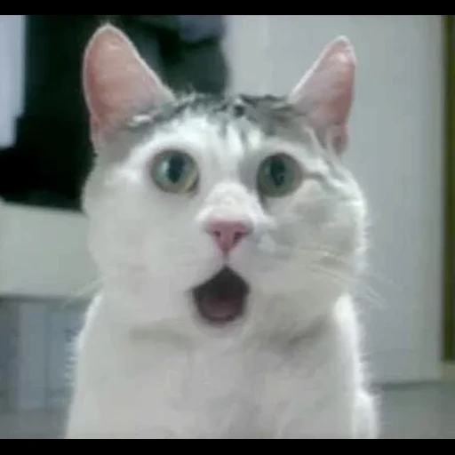 белый кот в шоке, кот в шоке мем, кот в шоке, кошка в шоке, котик в шоке