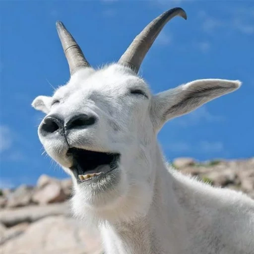 гоат симулятор, козел, goat simulator, коза смеется, смешная коза