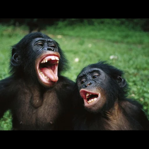 обезьяна ржет, обезьянка смеется, мартышка смеется, смеющаяся обезьяна, шимпанзе бонобо