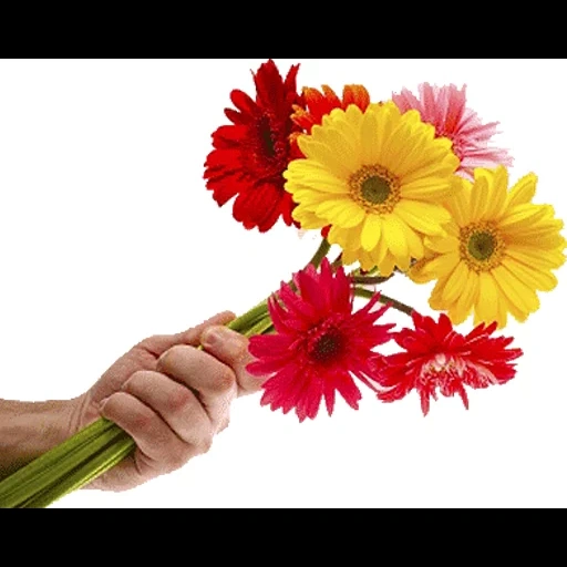 герберы цветы, герберы букет, рука дарит цветы на прозрачном фоне, герберы, цветы