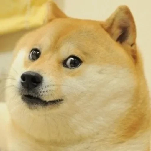 doge, мем doge, злой doge, doge собака, собака мема doge