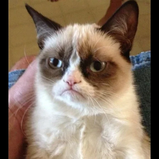 хмурый кот, grumpy cat, угрюмый кот, grumpy cat мем, самый недовольный кот