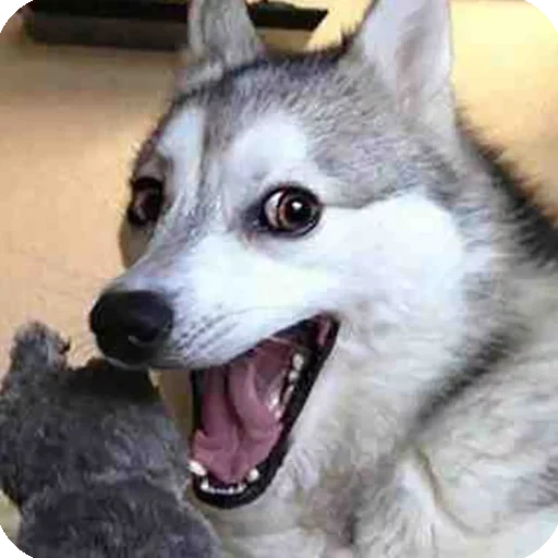 husky, husky, husky meme, gracioso husky, husky siberia