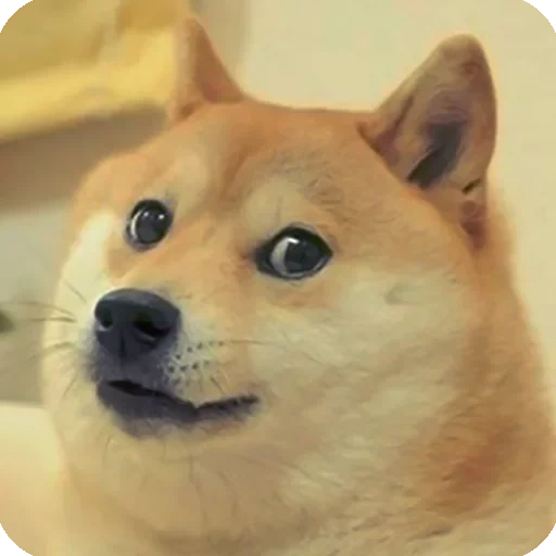 meme del cane, shiba inu, cane da cane, meme del cane wow, cane da legna