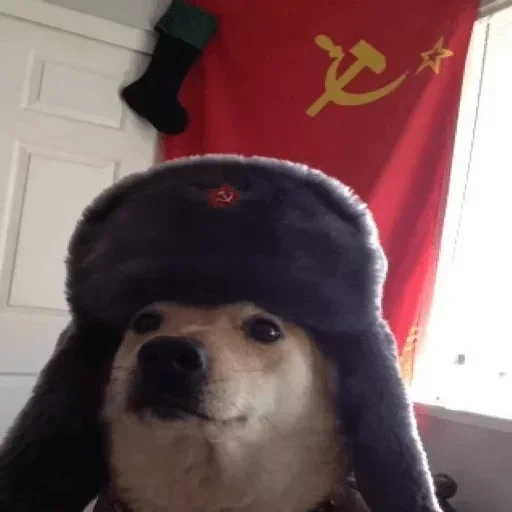 doge, doggo, perro, comrade doggo, perro divertido