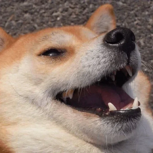 cane, cani chiba, shiba inu, torta di cane, cane che ama ridere