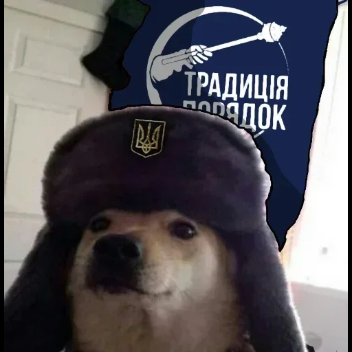 dogs with hats, dog earrings, dog is a communist, dog with a hat ear, dog heading ushanka ussr