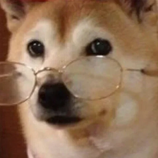 cão, siba inu, shiba inu, siba iu meme