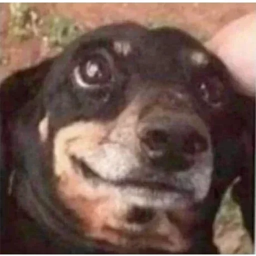 dachshund meme, o dachshund é engraçado, cães engraçados, animais engraçados, animais engraçados