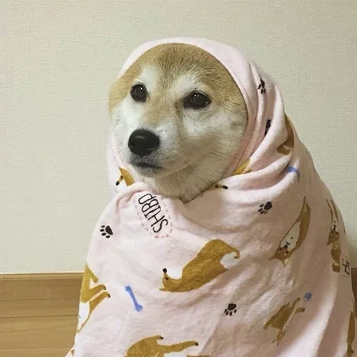 собака, сиба ину, shiba inu, собака пледе, shiba inu dog