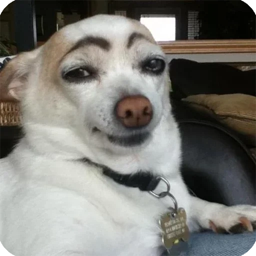 the dog with eyebrows, the dog with eyebrows, funny dog with eyebrows, the dog with black eyebrows, the dog painted eyebrows