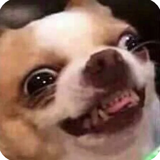 мем чихуахуа, чихуа мем 23, смешные чихуахуа, собака облизывается мем, чихуахуа облизывается мем