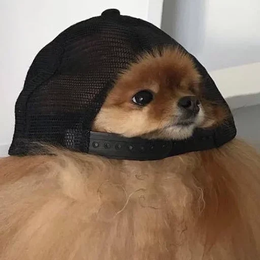 spitz memes, spitz cap, cão spitz, o cachorro é engraçado, spitz pomeraniano