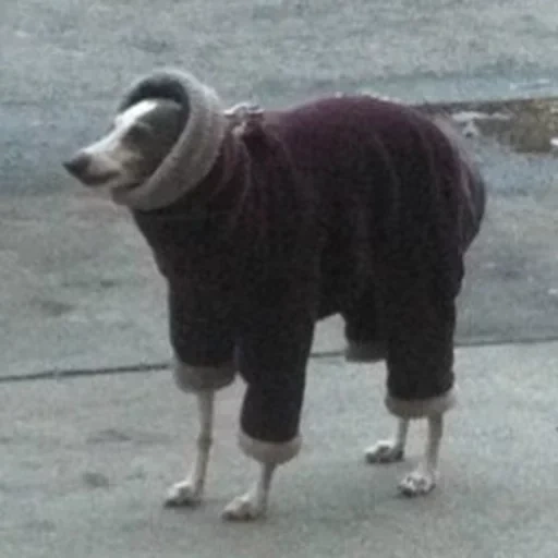 scrungo, dog of clothes, dog sweater, the dogs are medium, the dog is funny