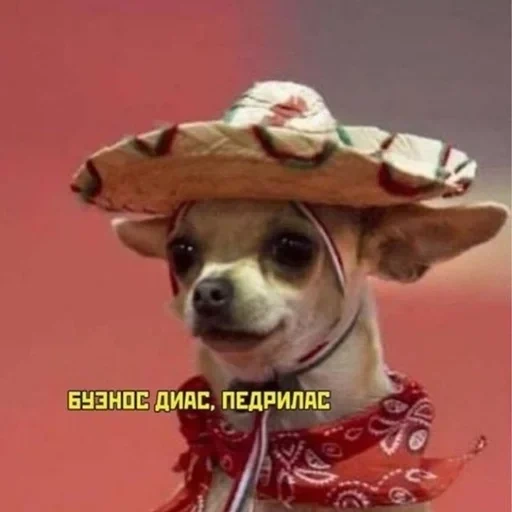 funny chihuahua, buenos diaz dog, buenos diaz chihuahua, buenos diaz pedrilas, buenos diaz pedrilos