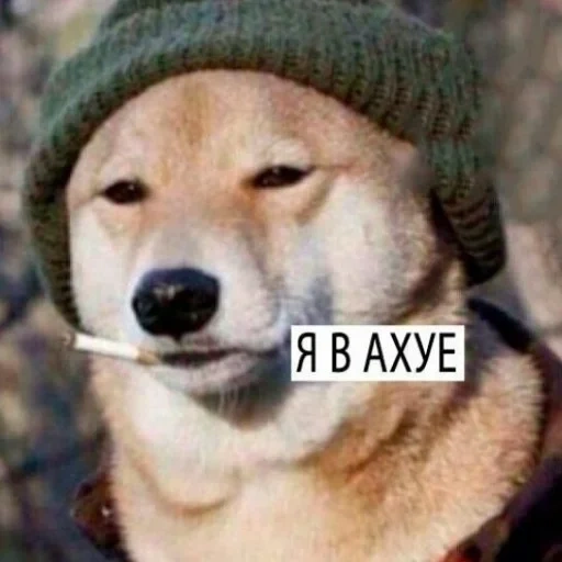 laika, dog, the dog smokes, dog with a header meme, dog with a header with a cigarette
