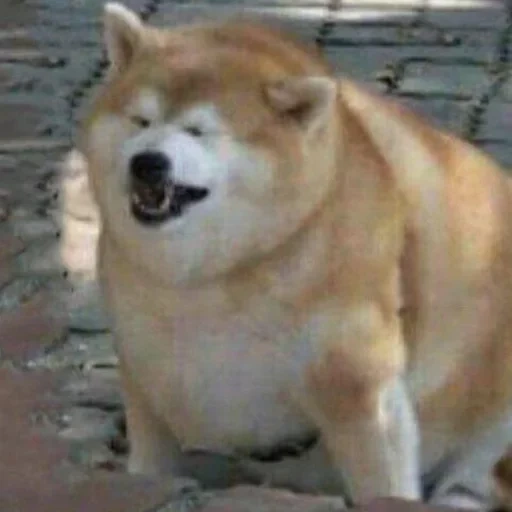 chien akita, mème de chien de bois, chien fiasco, chien akita gras, chiba akita