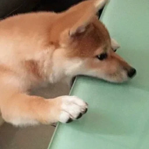 cachorro siba, filhotes de siba, filhotes akita inu, shiba é um cachorro, o cachorro de siba inu